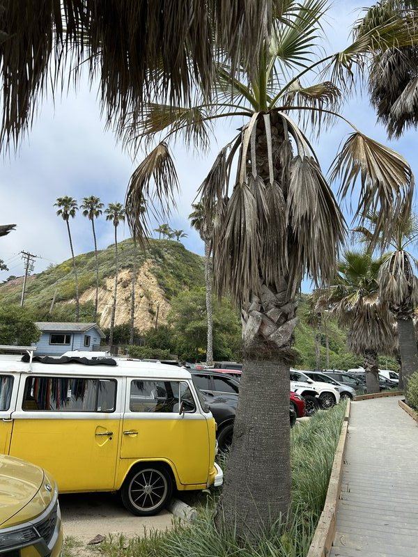 A yellow camper van under the palms