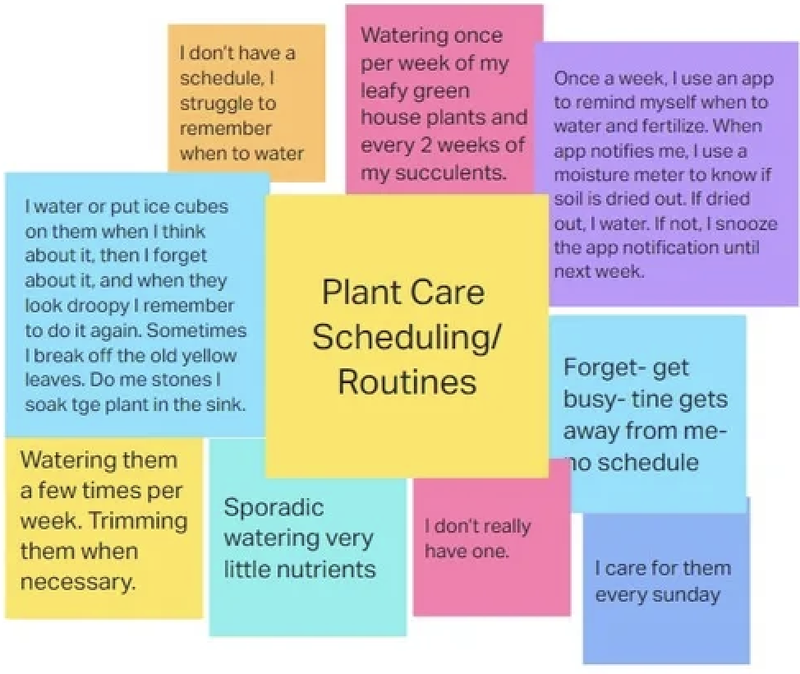 Affinity diagram of plant care scheduling routines — sticky notes organized around user quotes about watering habits