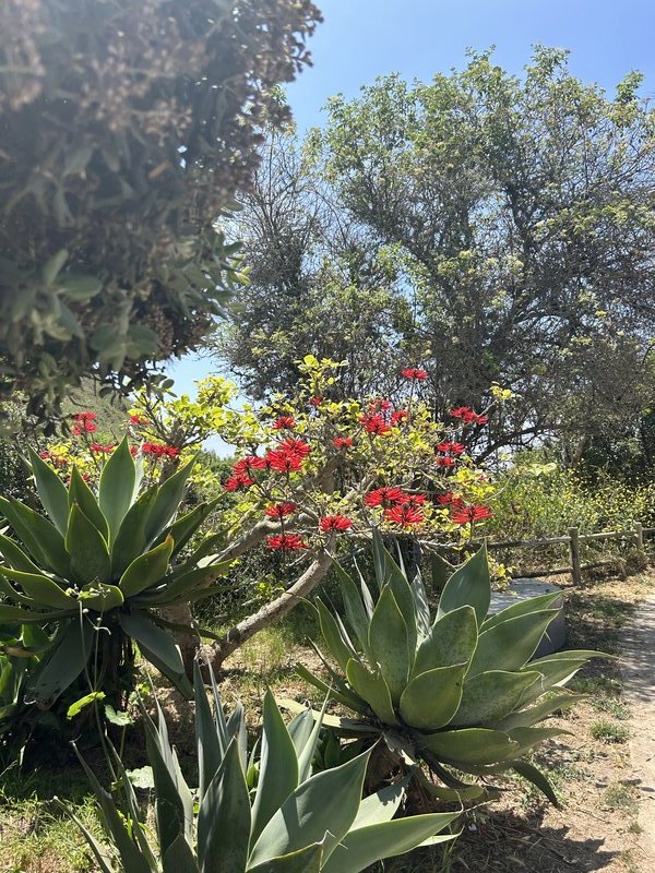 A succulent — something green on the desk
